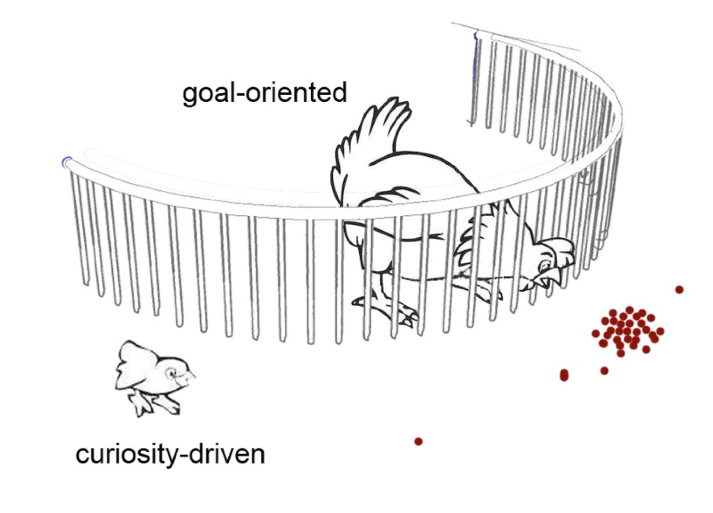 Goal-oriented hen vs. curiosity-driven chicken